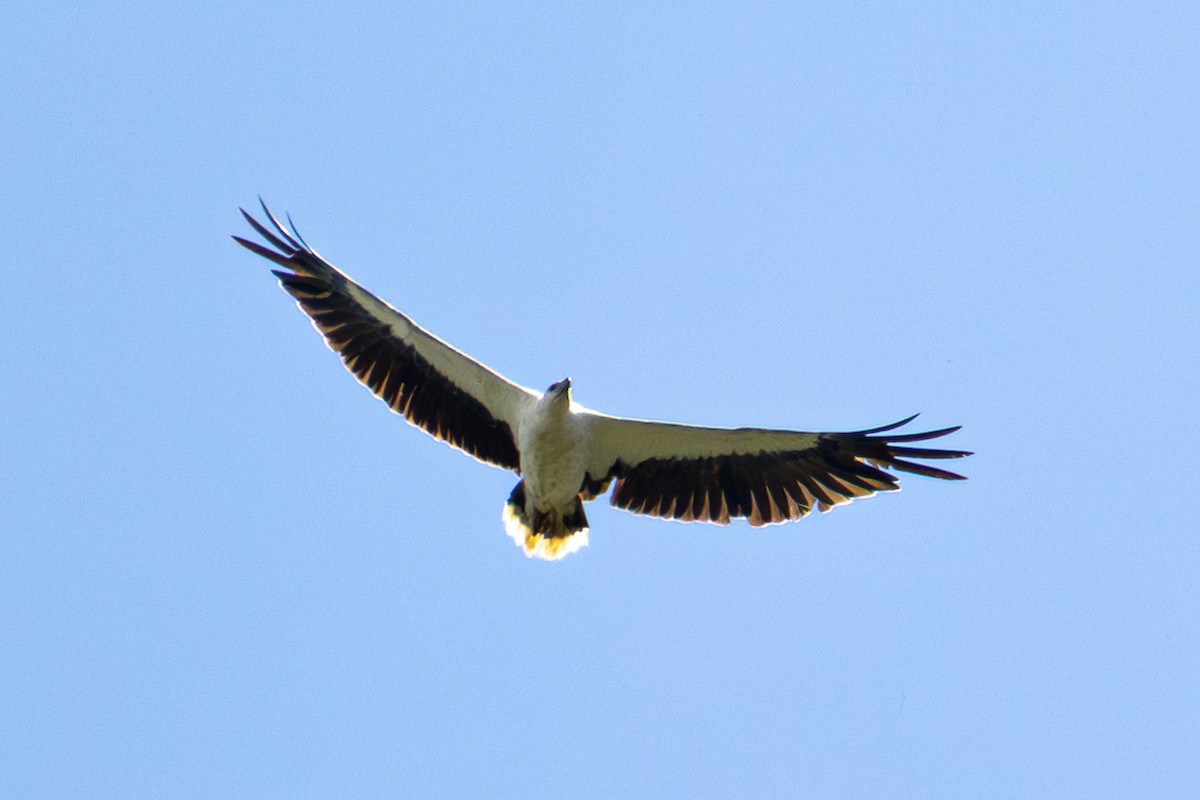 Weißbauch-Seeadler - ML646891390