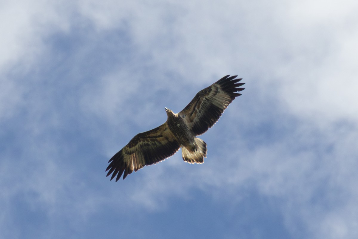 Weißbauch-Seeadler - ML646891392