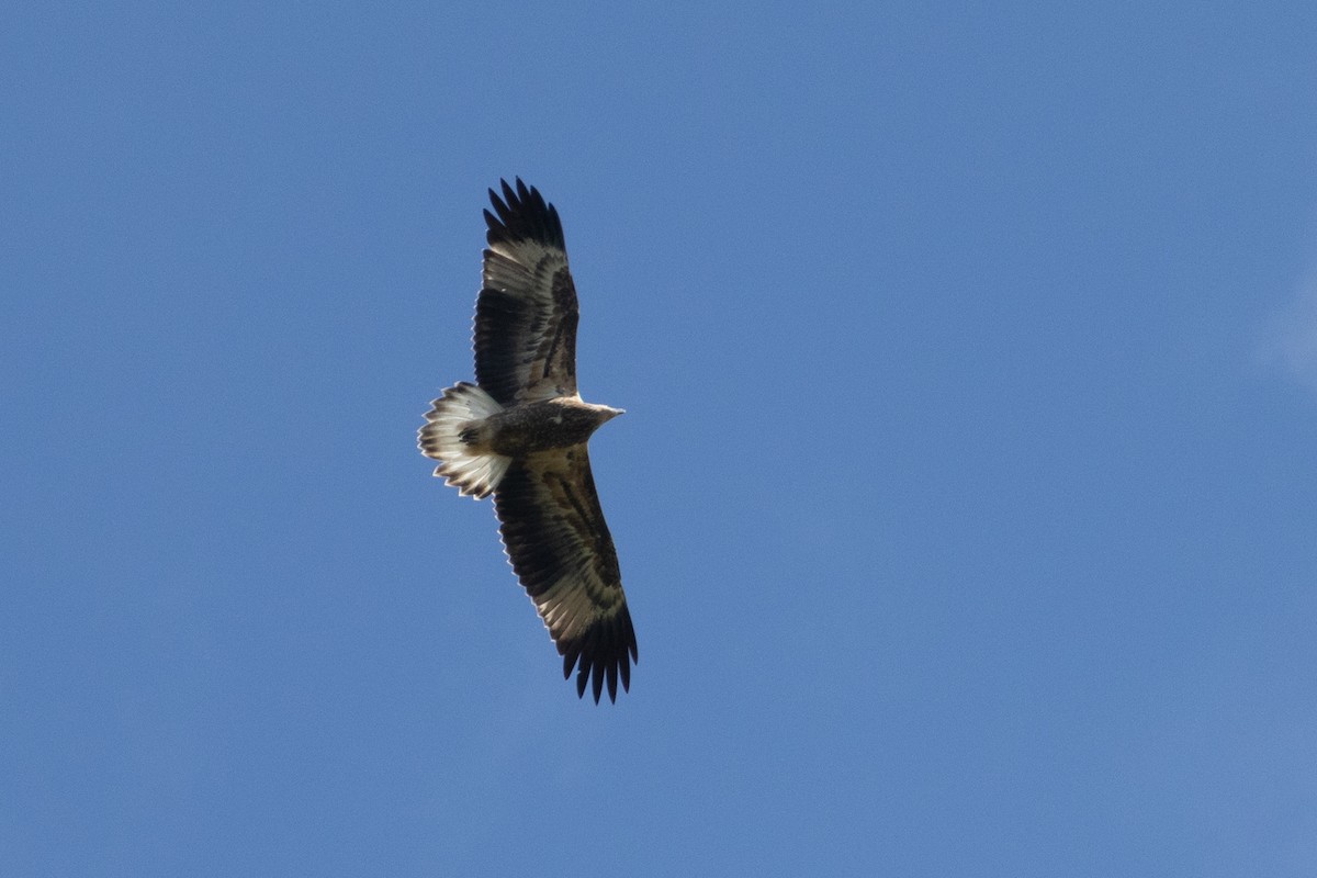 Weißbauch-Seeadler - ML646891393