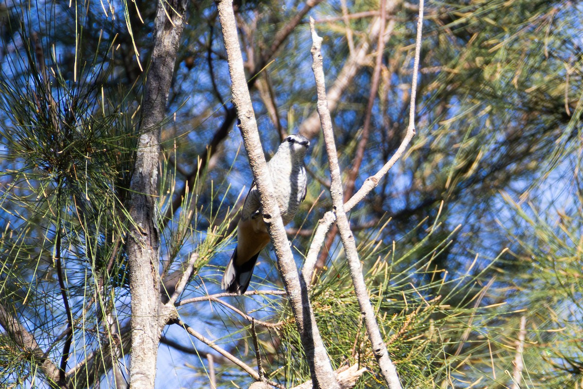 Weißbrauen-Raupenfänger - ML646891396