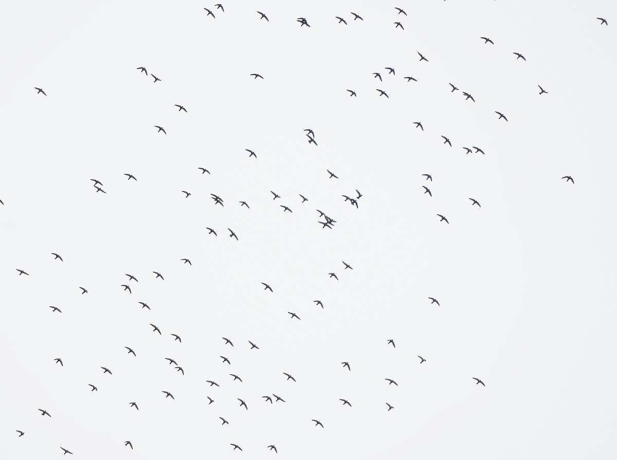 Schildsegler - ML646891398