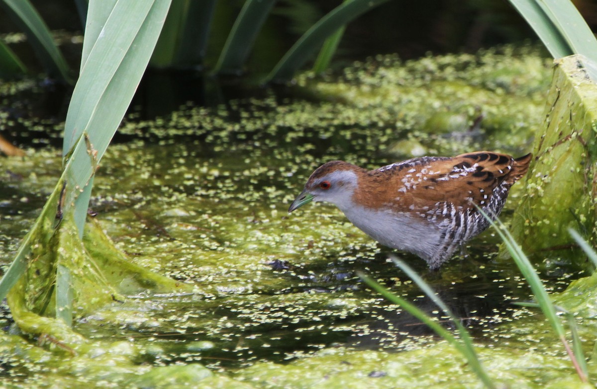 Zwergsumpfhuhn - ML646891399