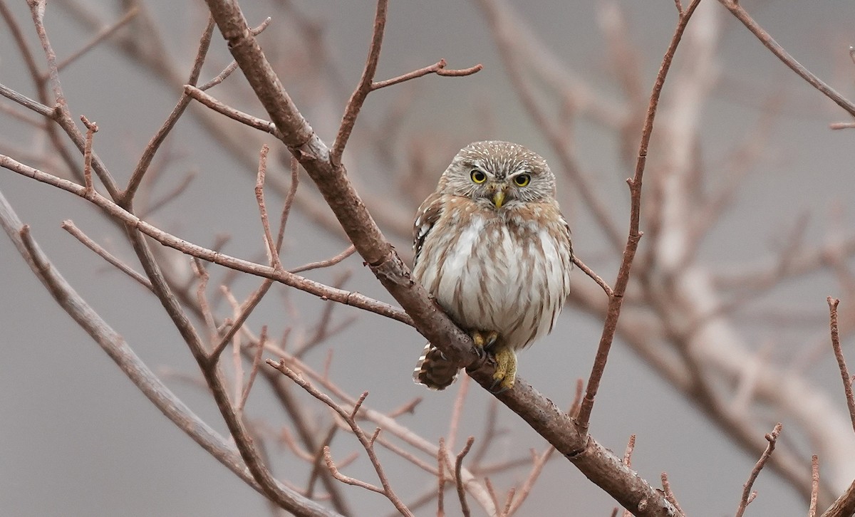 Brasilzwergkauz - ML646891400