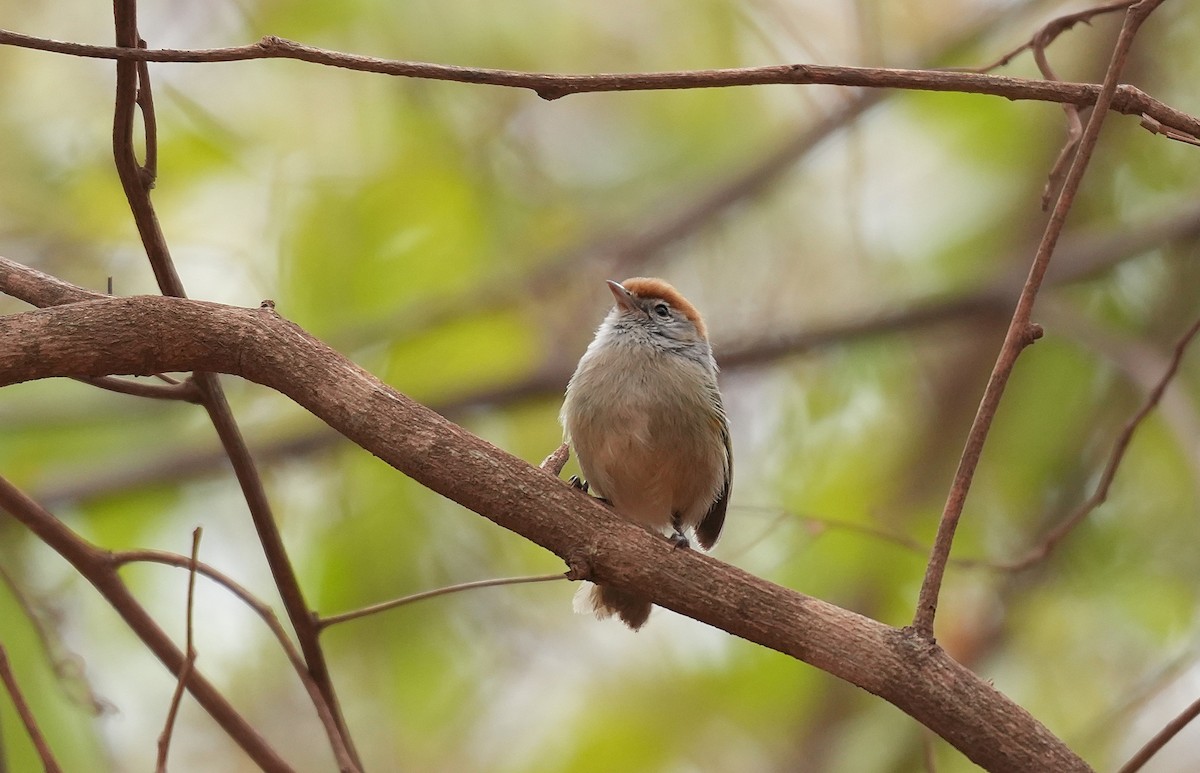 Grauaugenvireo - ML646891401