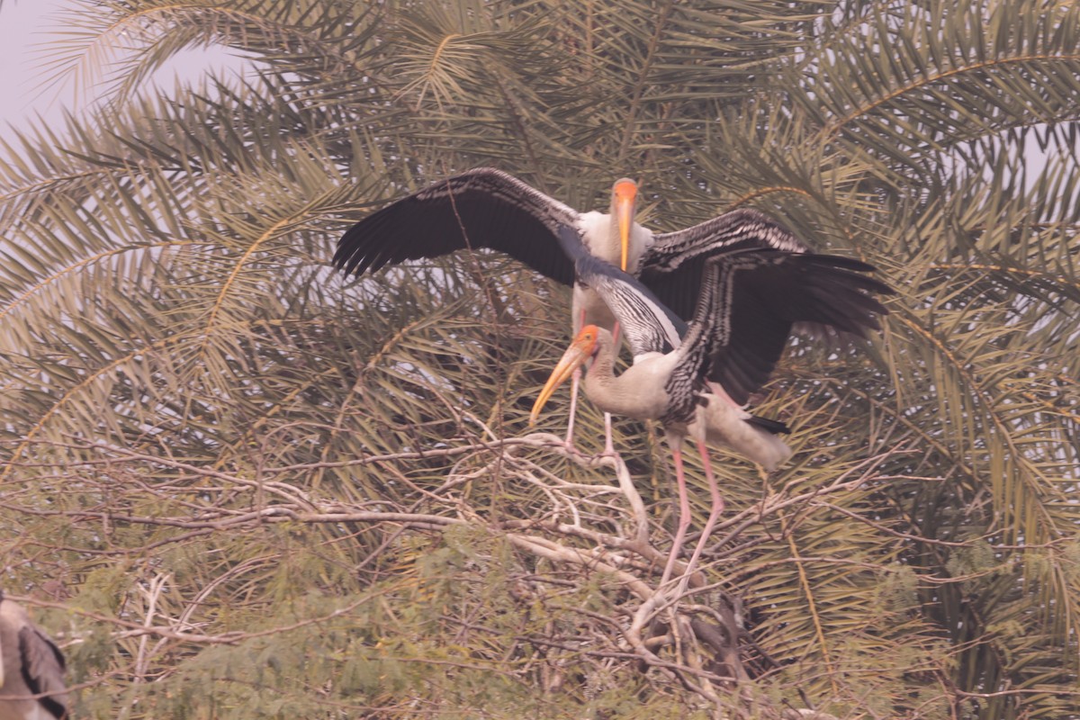 Расписной клювач - ML646891403