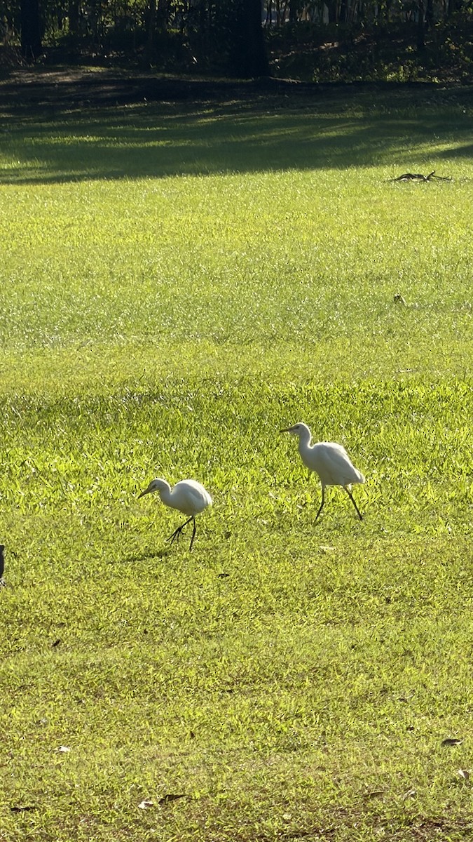 Восточная египетская цапля - ML646891404