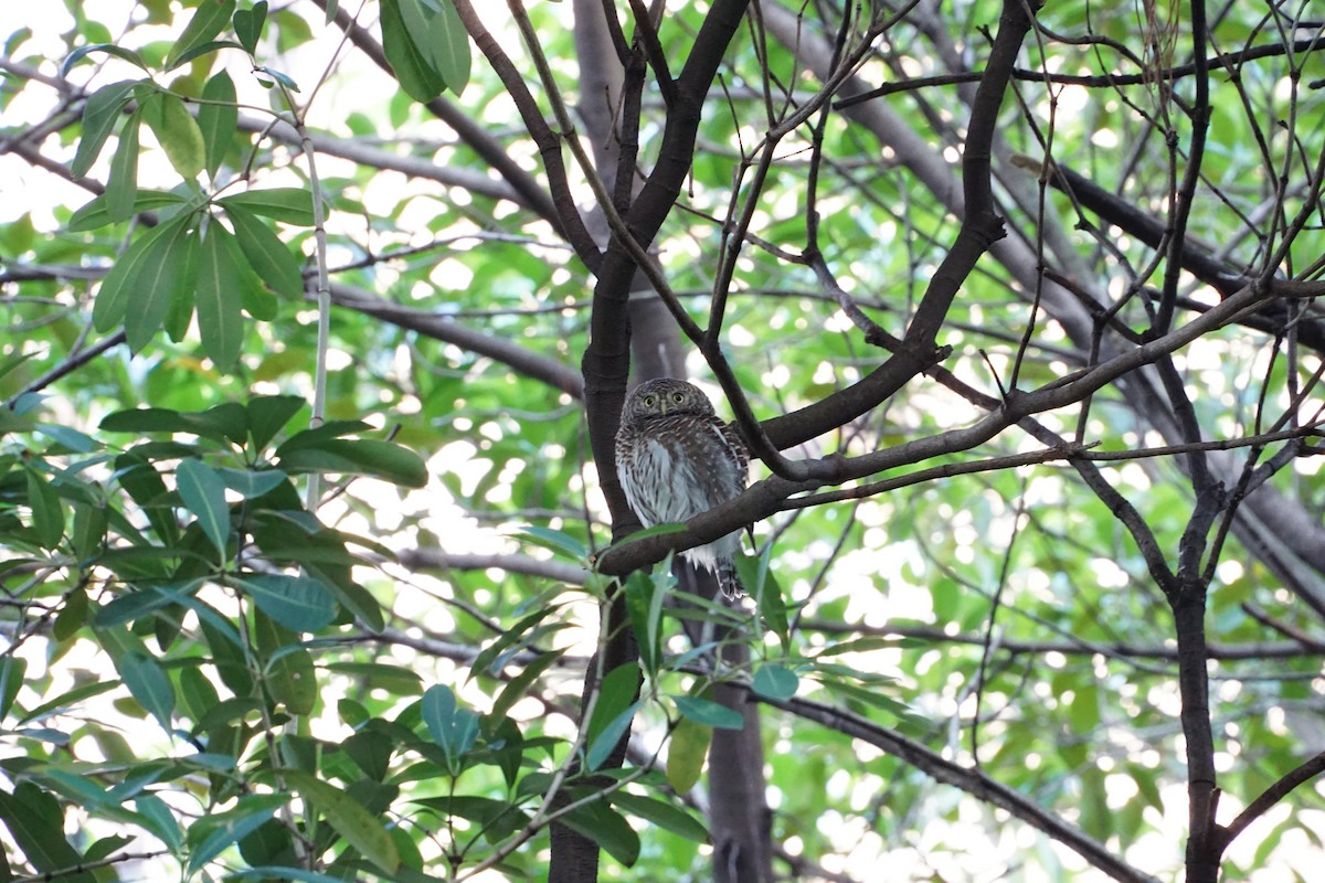 Кукушковый сычик - ML646891405