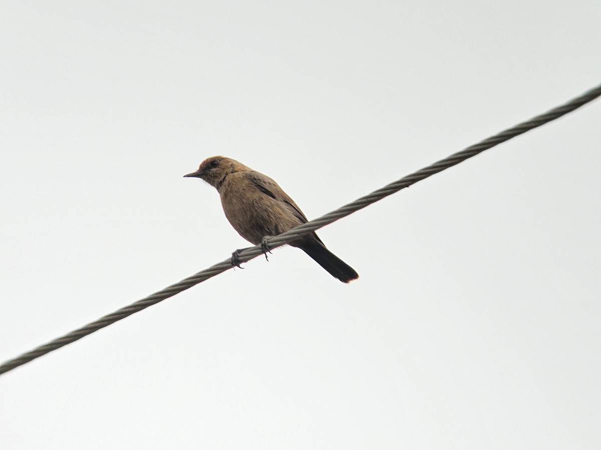 Бурая чернохвостка - ML646891406