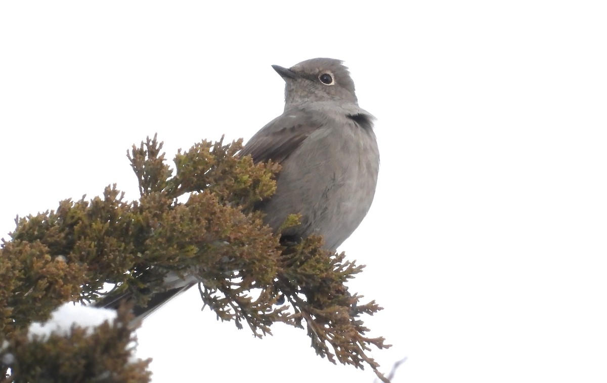 Солітаріо північний - ML646891407