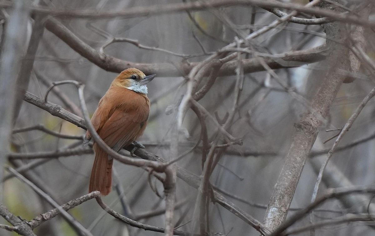 Курносый древесник - ML646891409