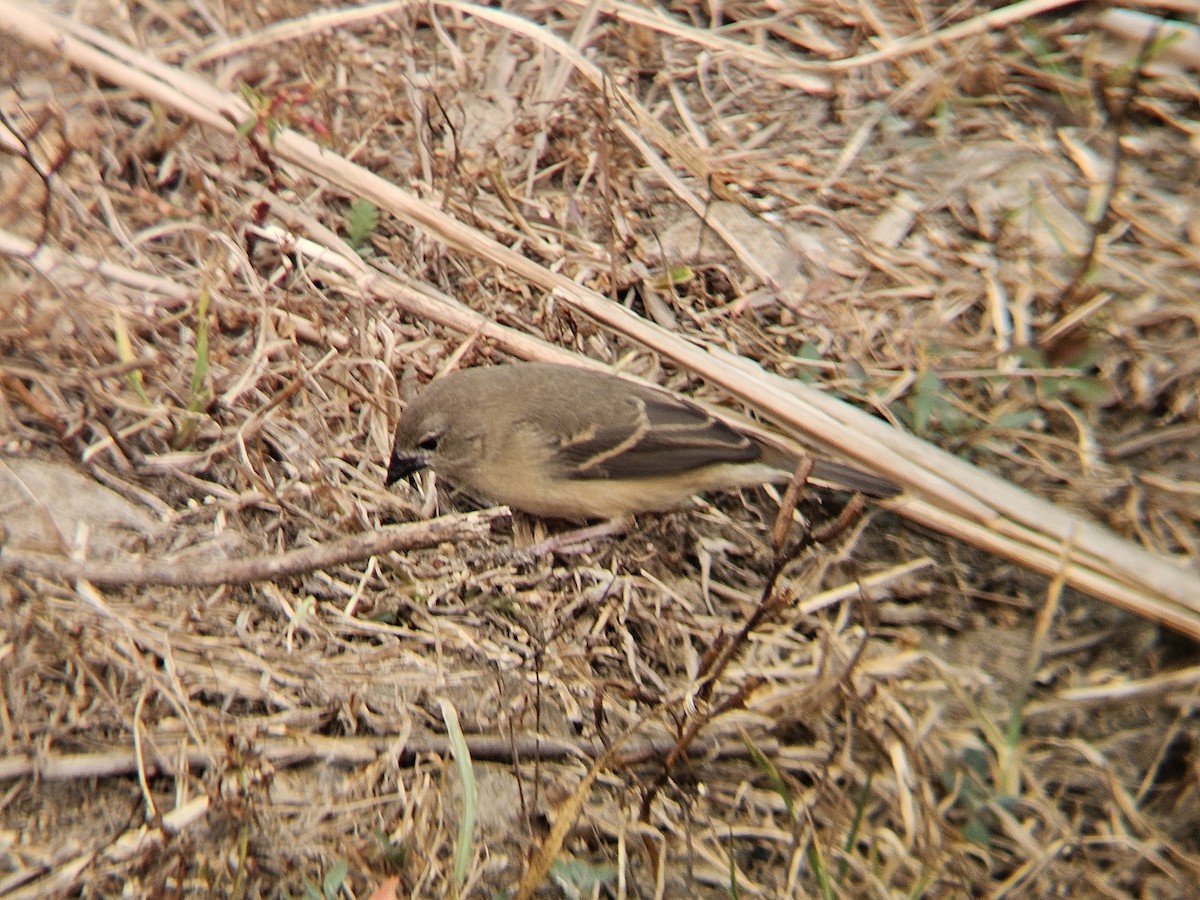 Тигровый астрильд - ML646891411