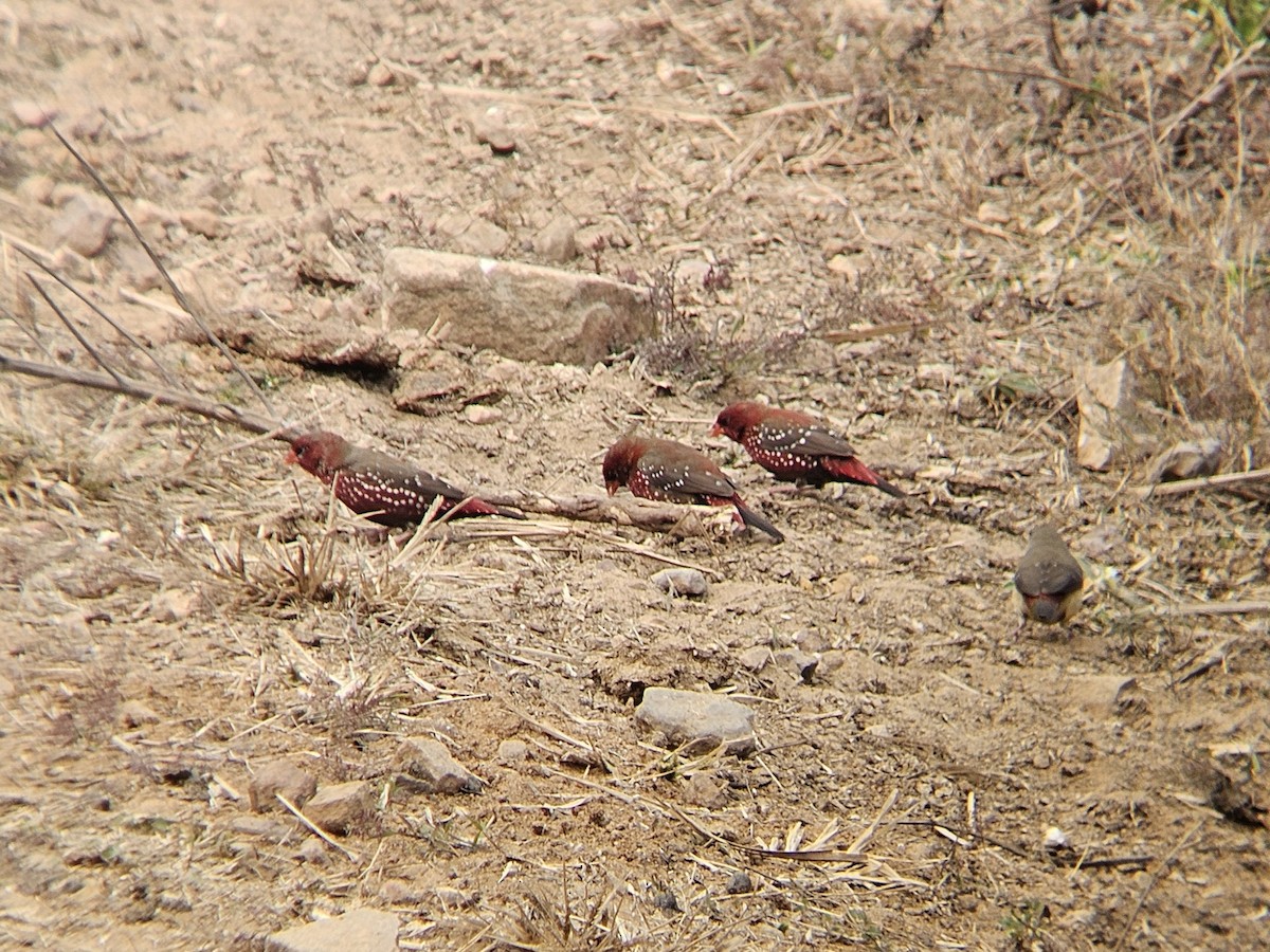 Тигровый астрильд - ML646891412