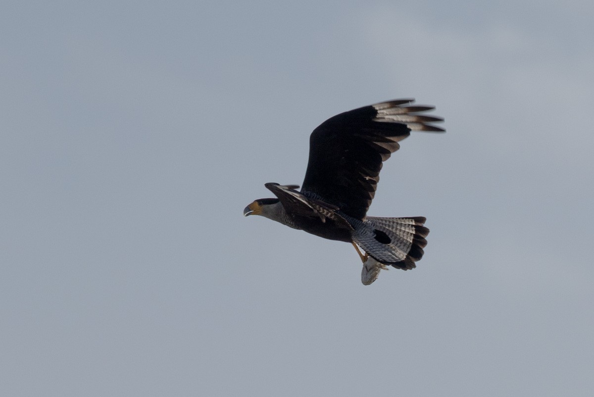 Равнинная каракара - ML646891413