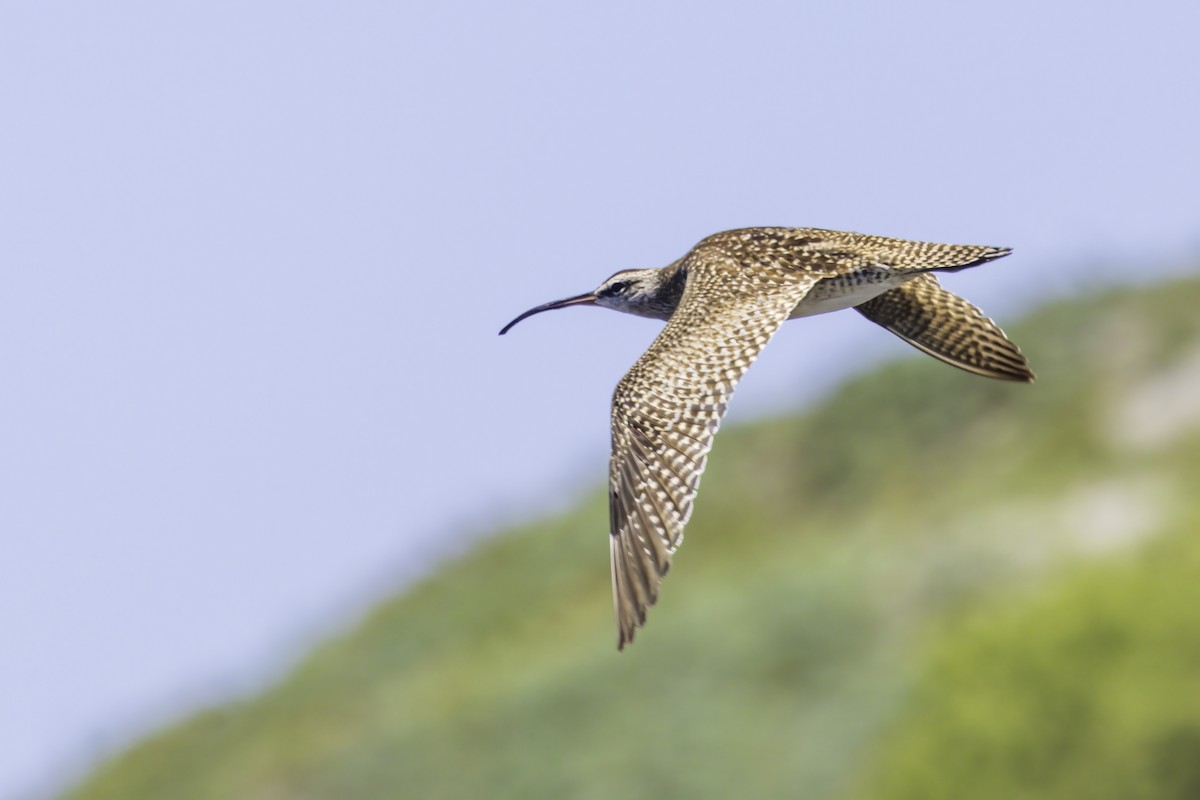 Hudsonian Whimbrel - ML646891415