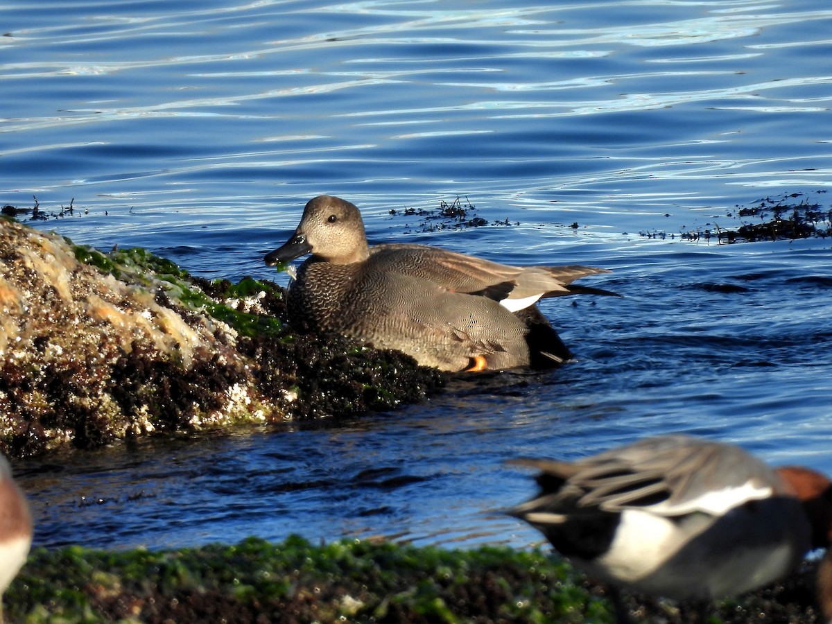 Серая утка - ML646891417