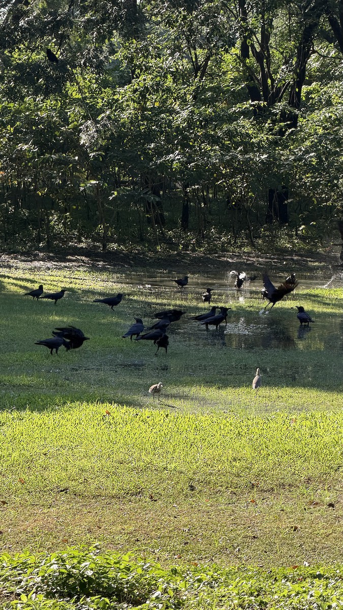Большеклювая ворона - ML646891418