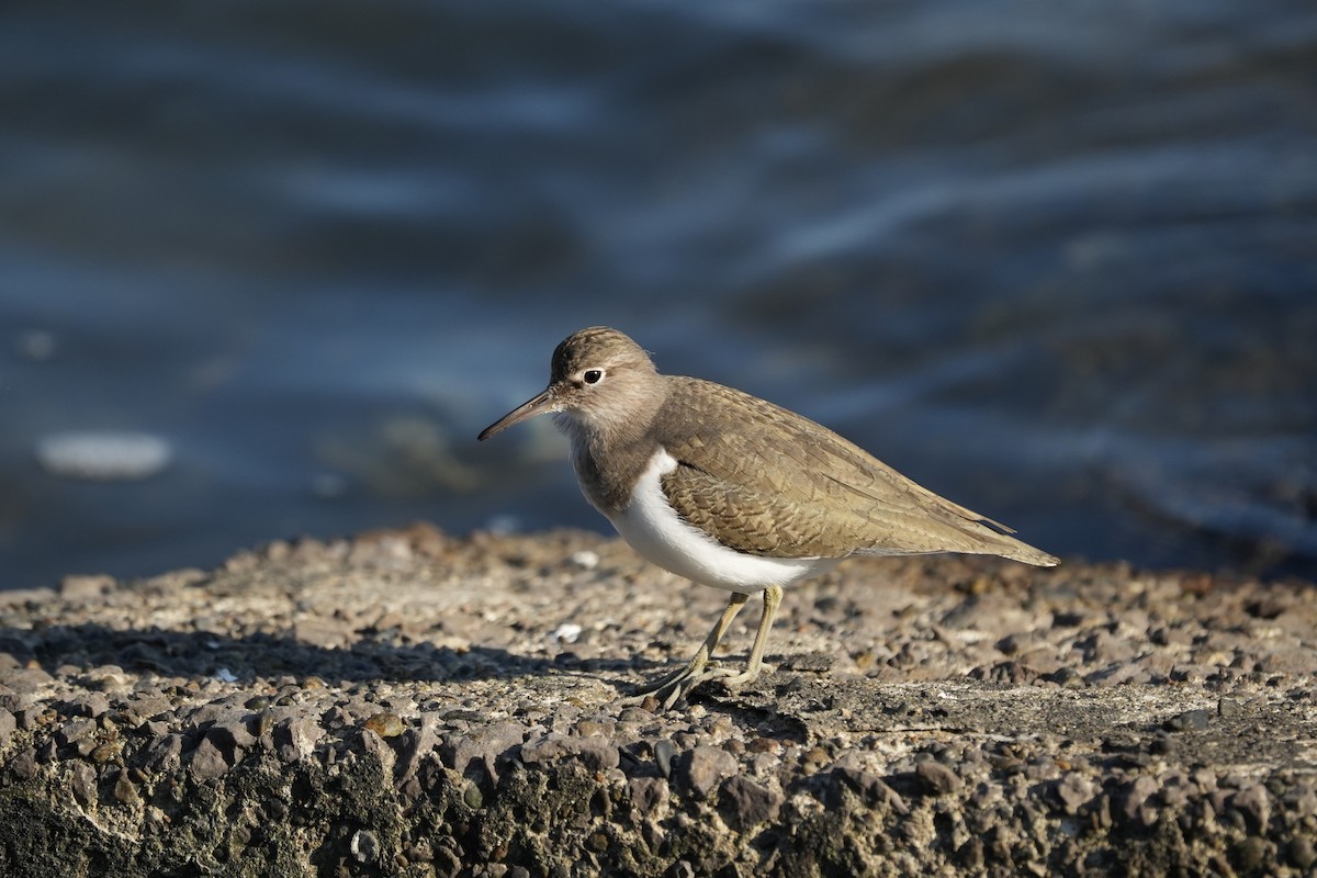 Common Sandpiper - ML646891419