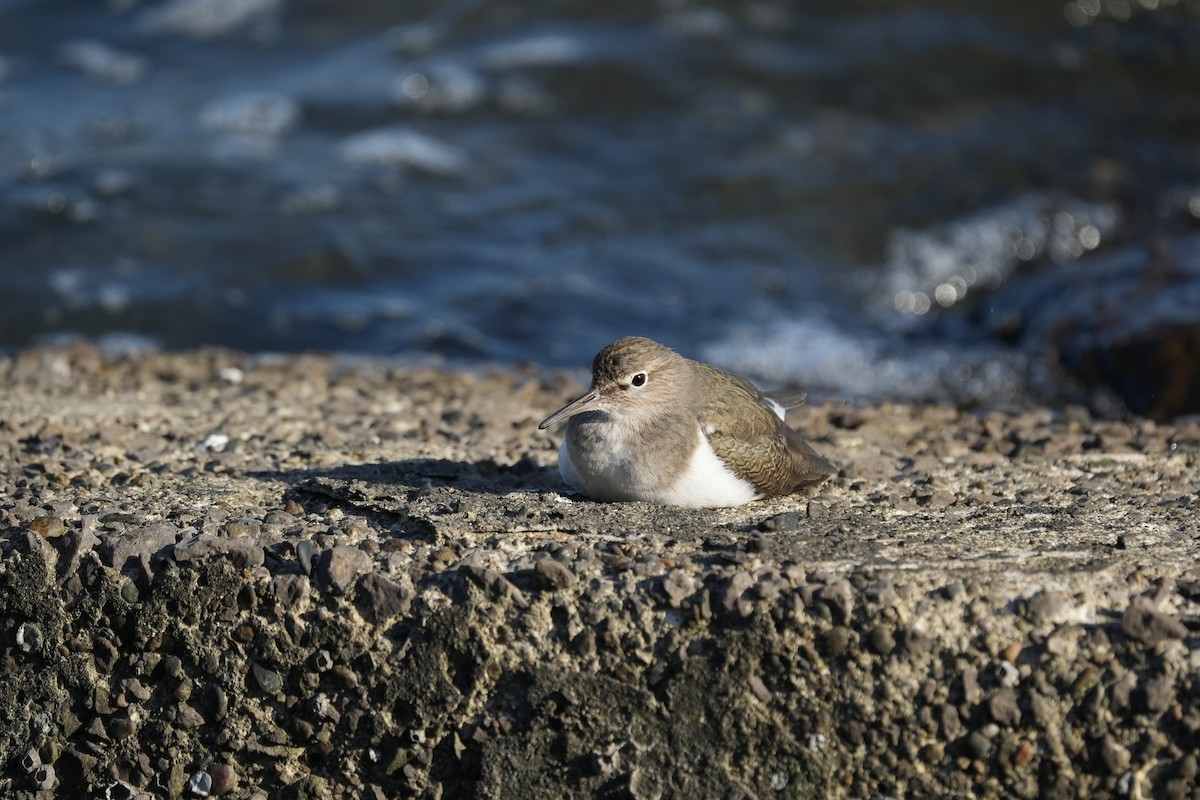 Common Sandpiper - ML646891420