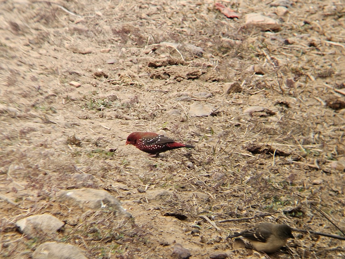 Bengalino comune - ML646891422