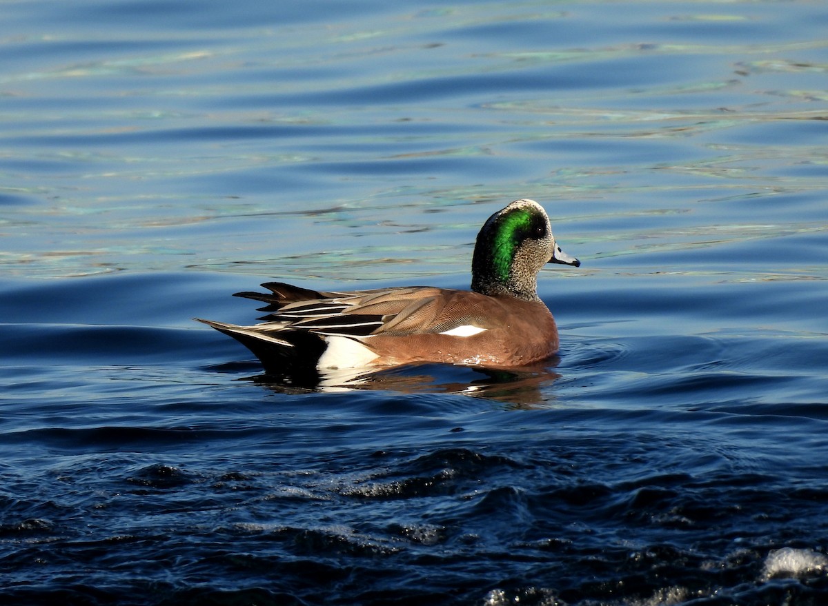 Kanadapfeifente - ML646891426