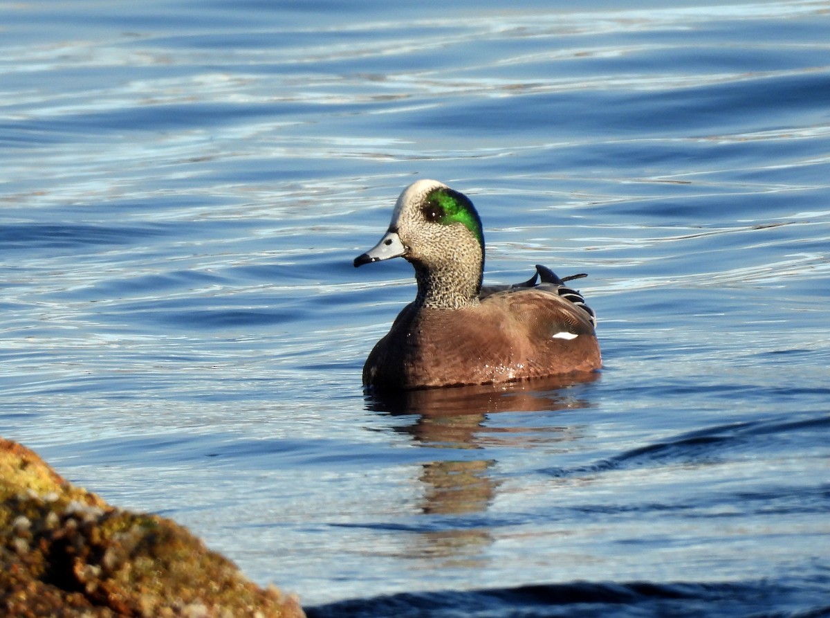 Kanadapfeifente - ML646891428