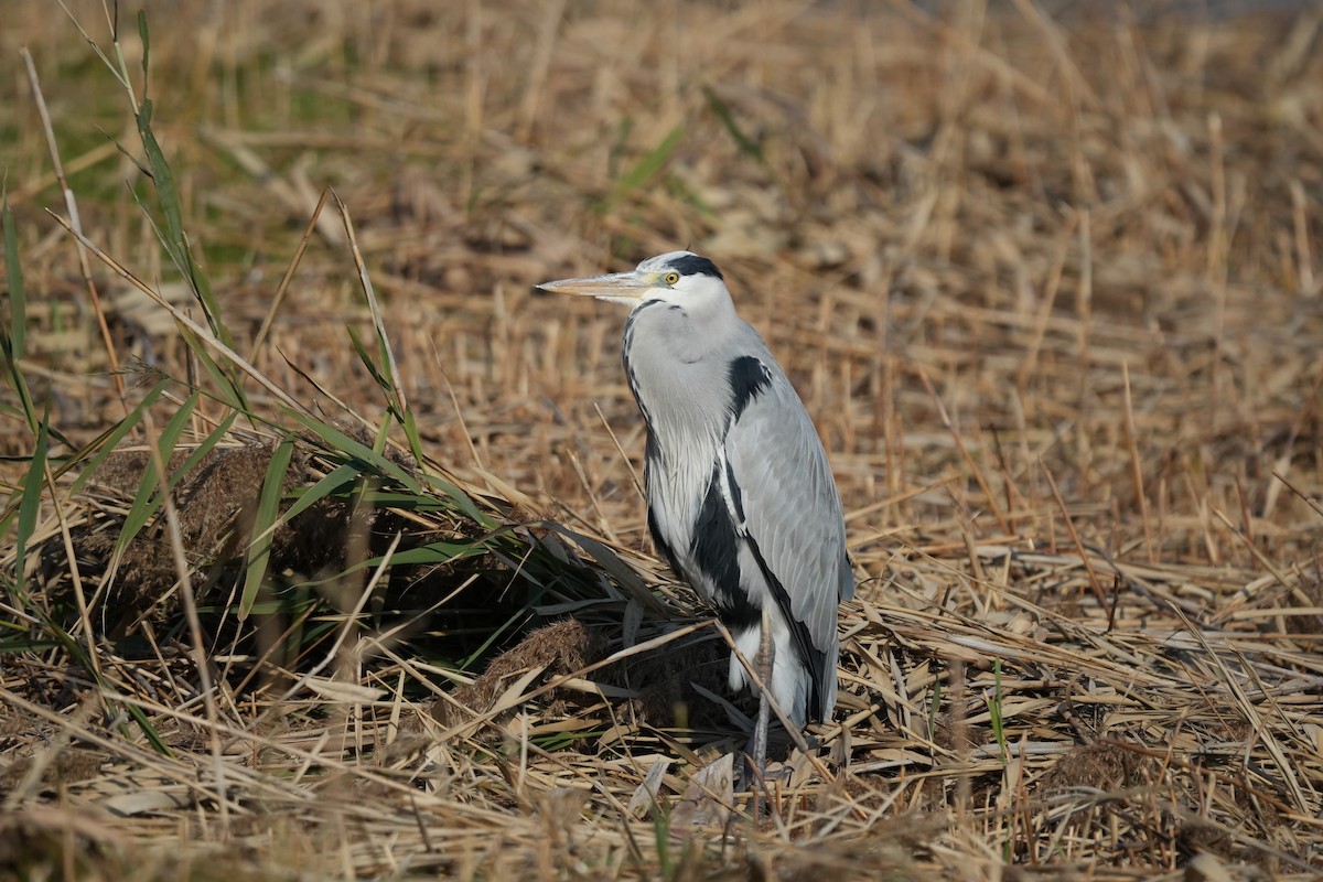 Gray Heron - ML646891432
