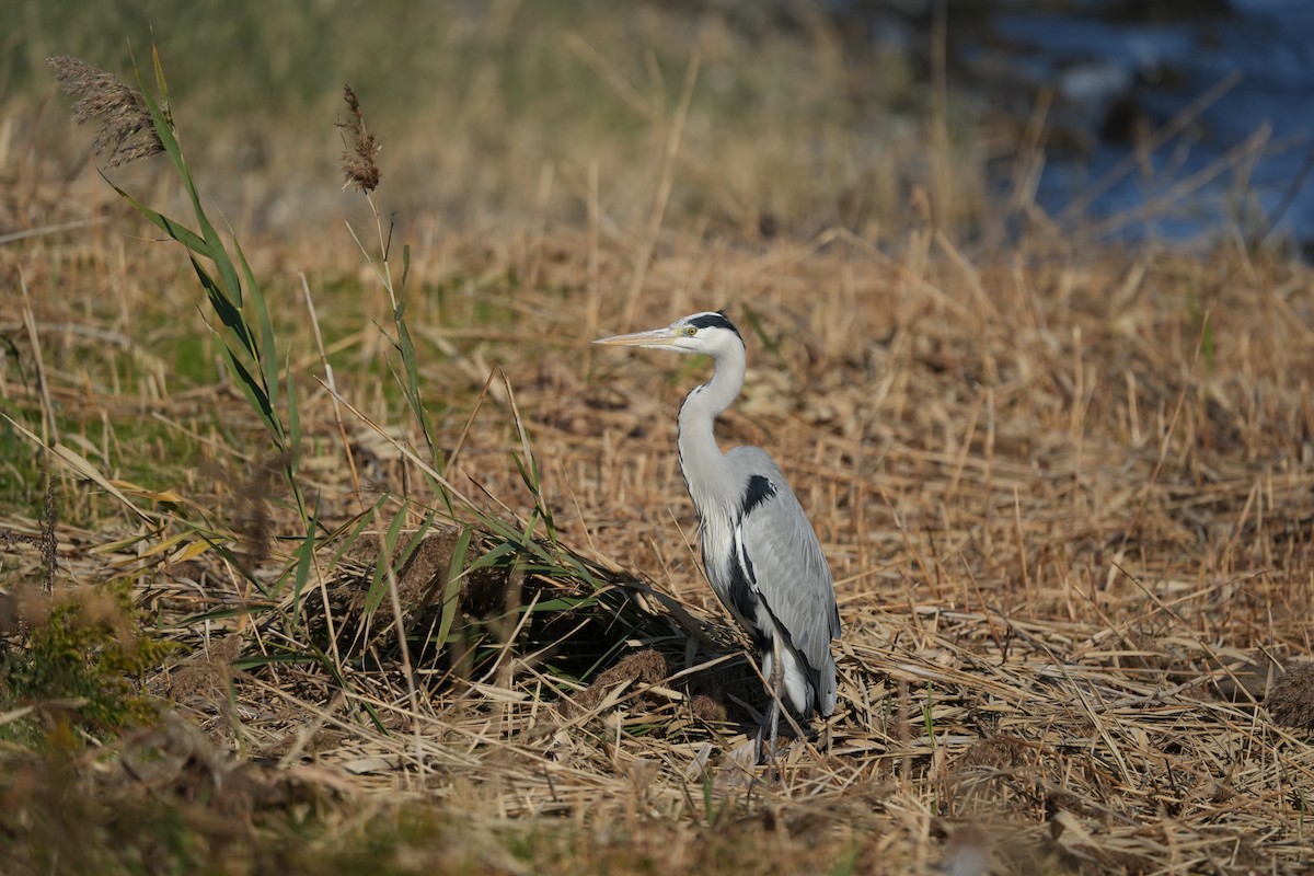 Gray Heron - ML646891433