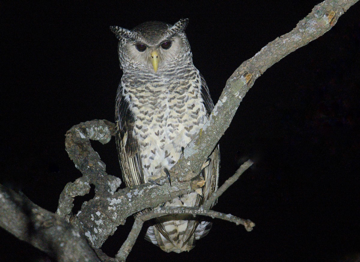 skoghubro - ML646891435