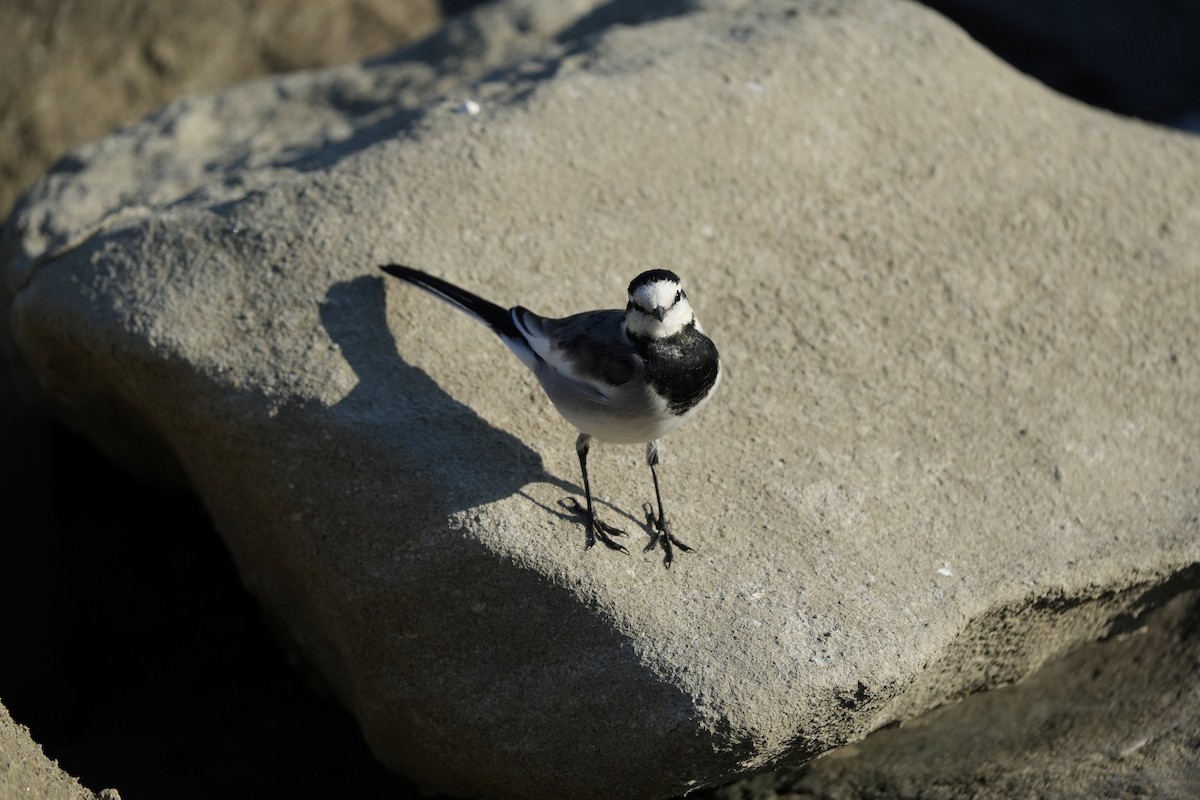 White Wagtail - ML646891440