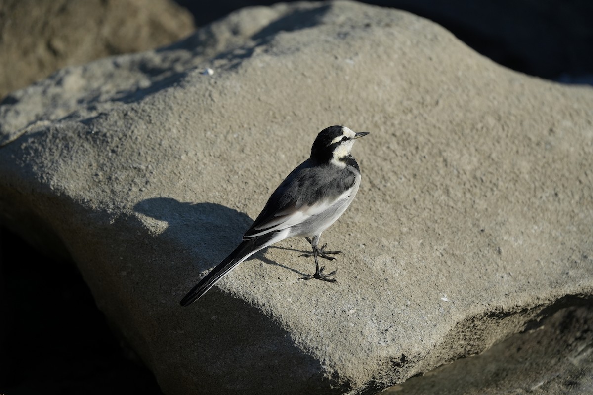 White Wagtail - ML646891441