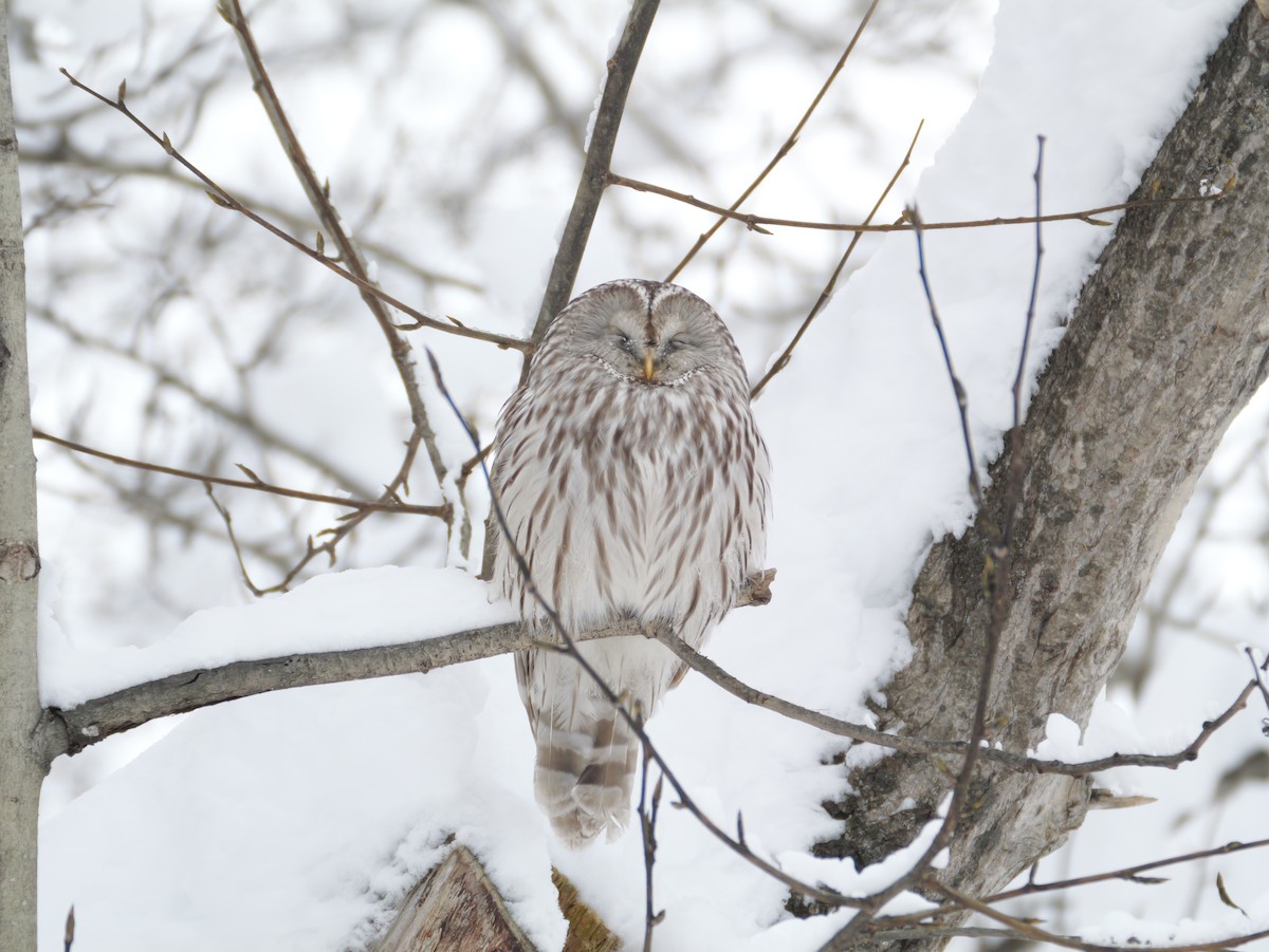 Ural Owl - ML646891443