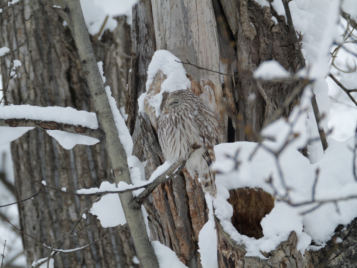 Ural Owl - ML646891444