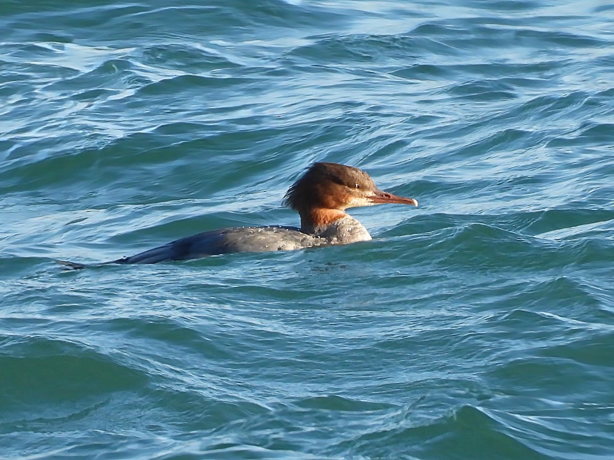 Mittelsäger - ML646891445