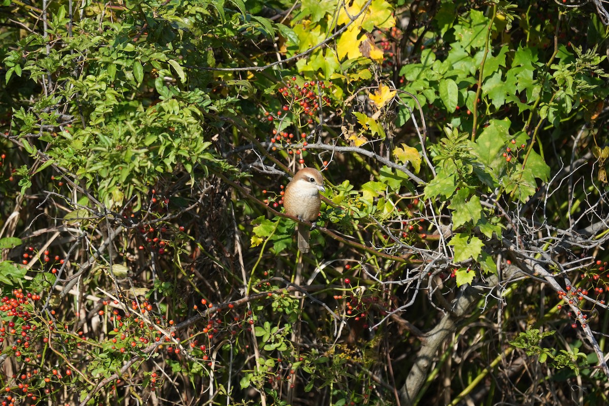 Bull-headed Shrike - ML646891448