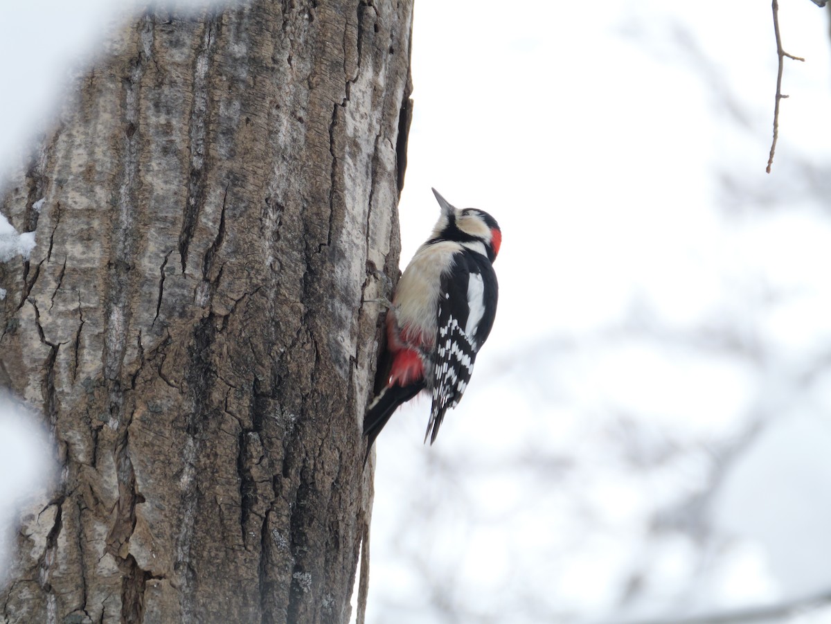 Great Spotted Woodpecker - ML646891449