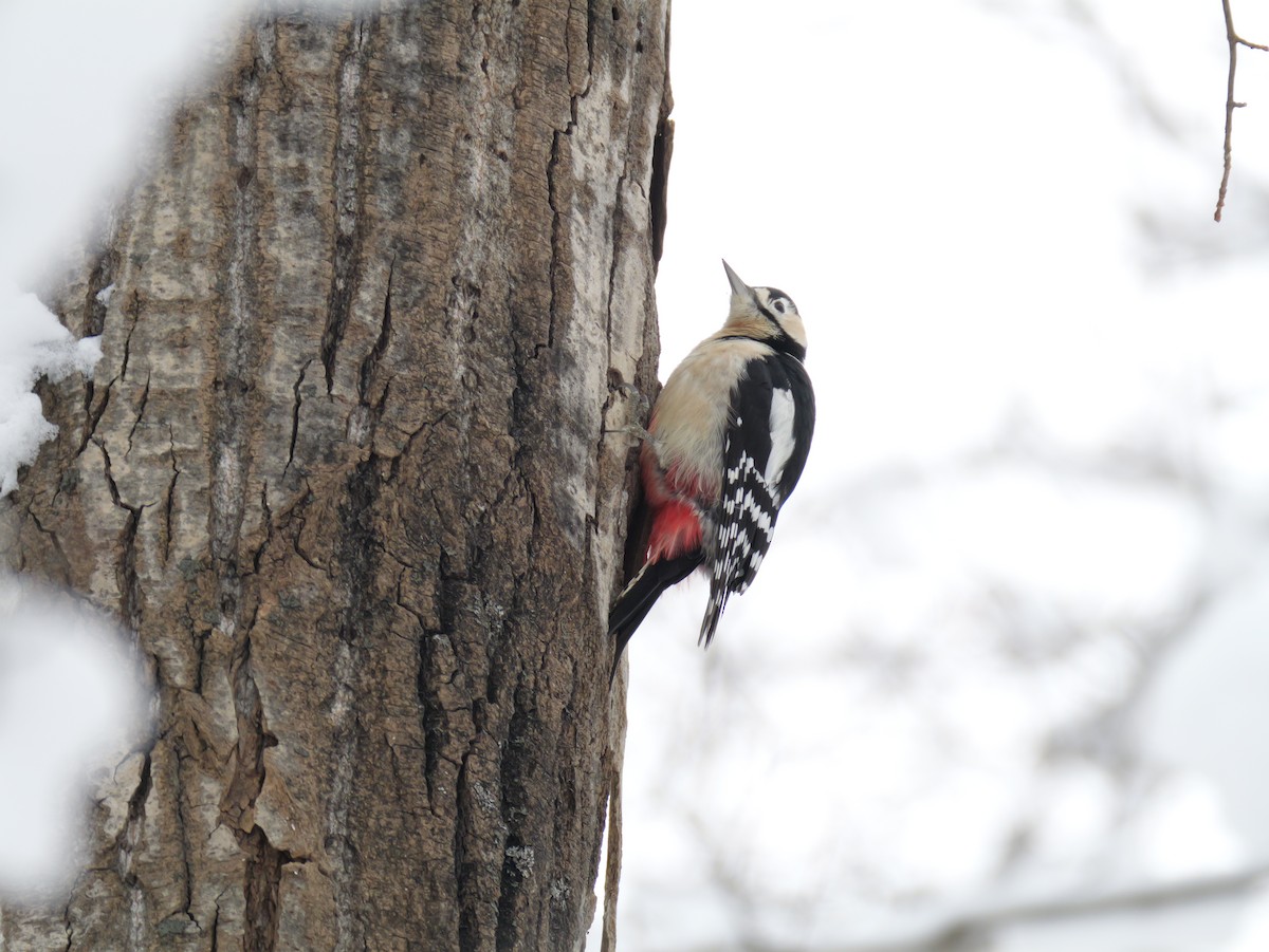 Great Spotted Woodpecker - ML646891450