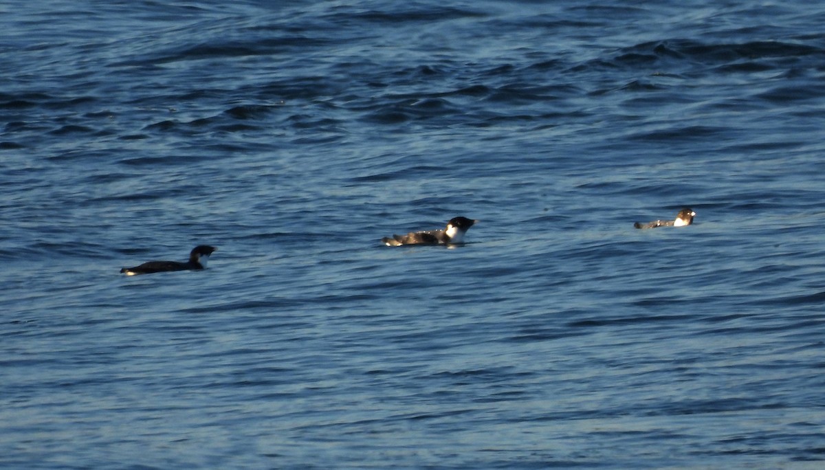 Silberalk - ML646891453