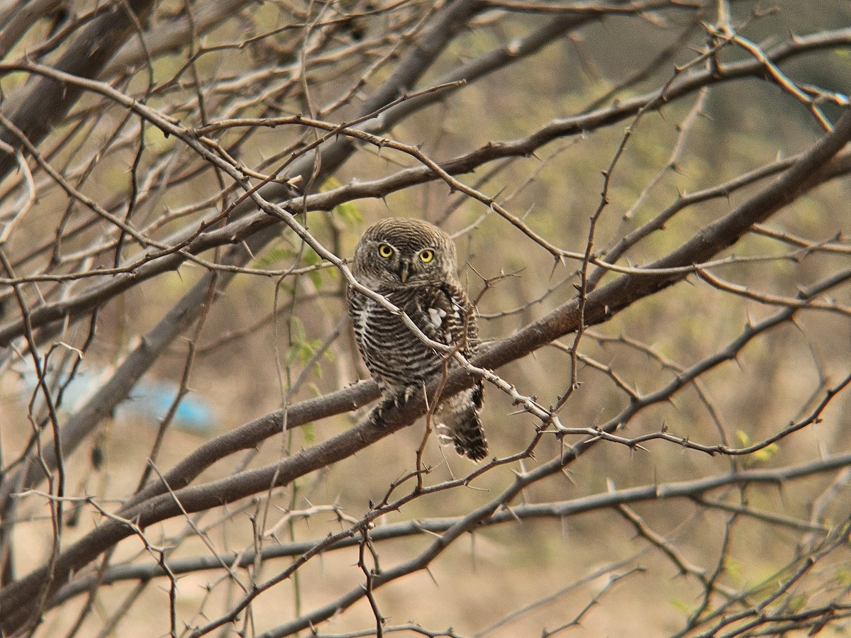 Джунглевый сычик - ML646891454