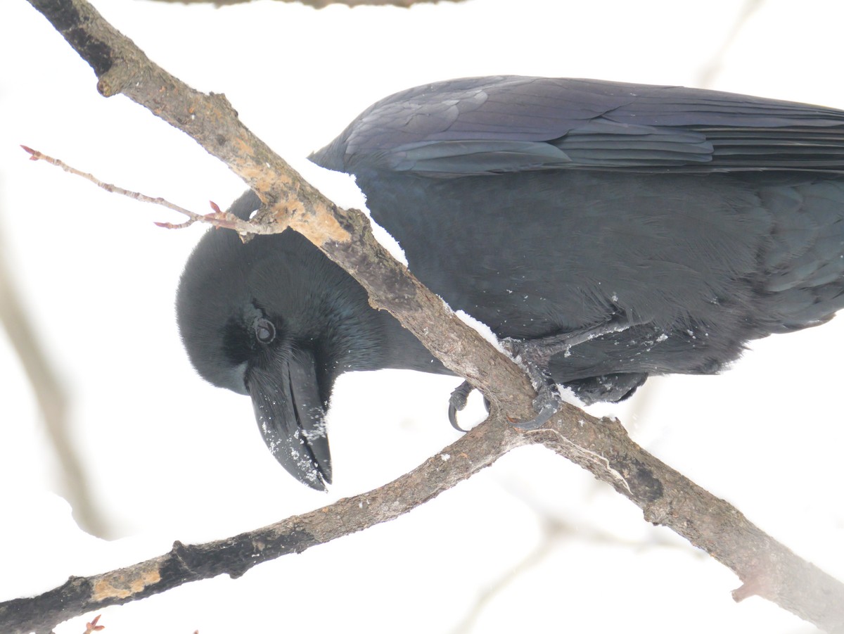 Large-billed Crow - ML646891455