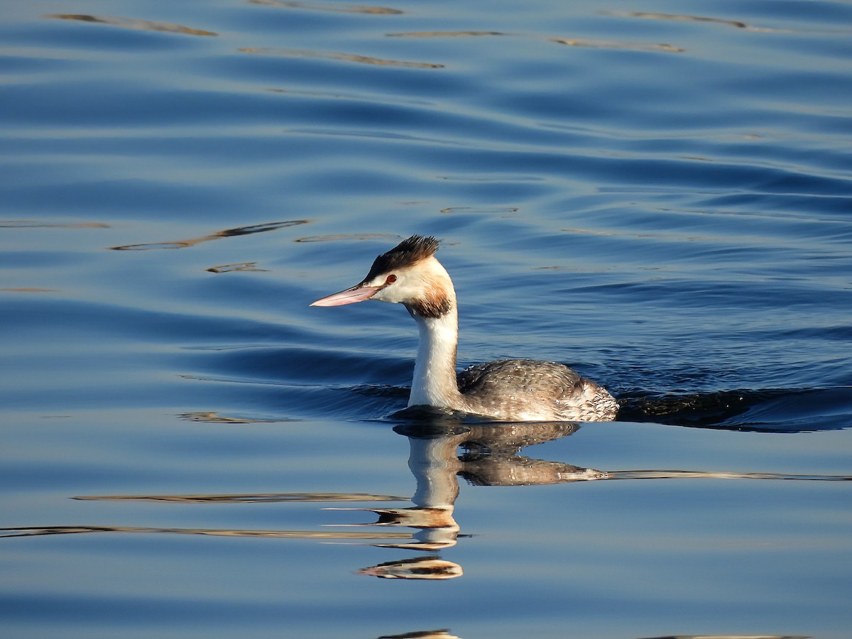 Haubentaucher - ML646891456