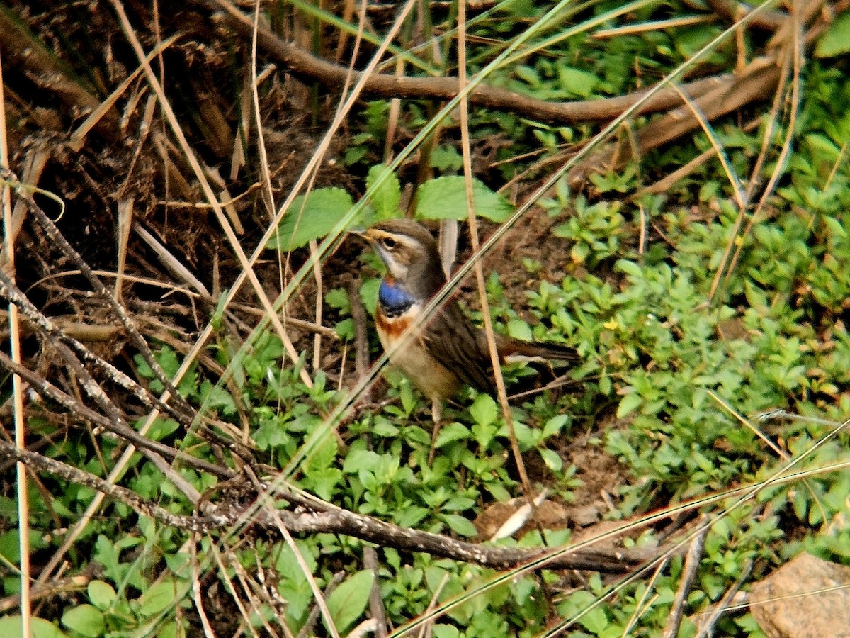 Варакушка - ML646891457