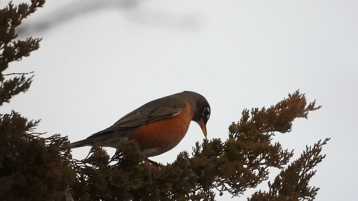 Дрізд мандрівний - ML646891458