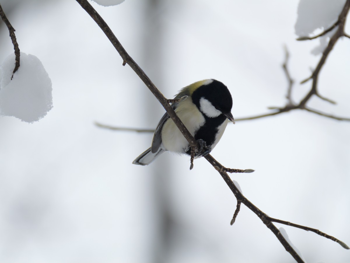 Asian Tit - ML646891461
