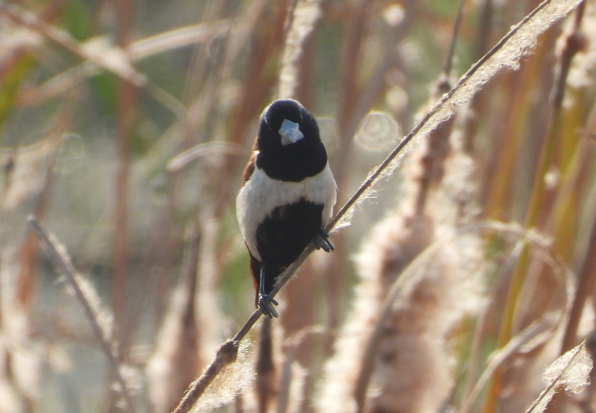 Tricolored Munia - ML646891463