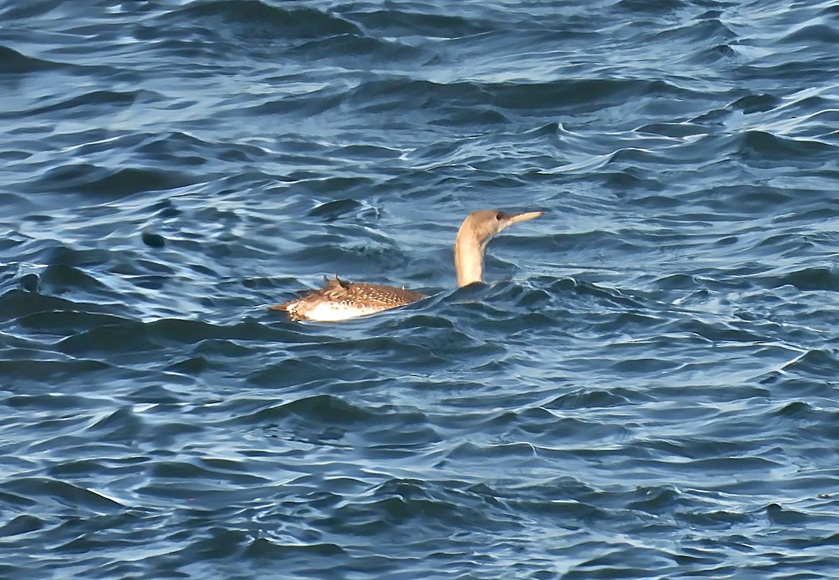 Sterntaucher - ML646891464