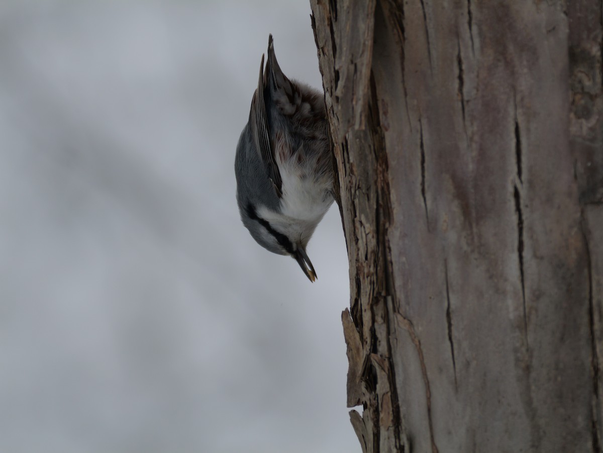 Eurasian Nuthatch - ML646891465
