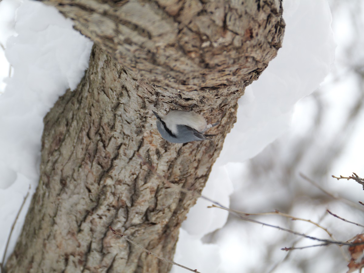 Eurasian Nuthatch - ML646891466