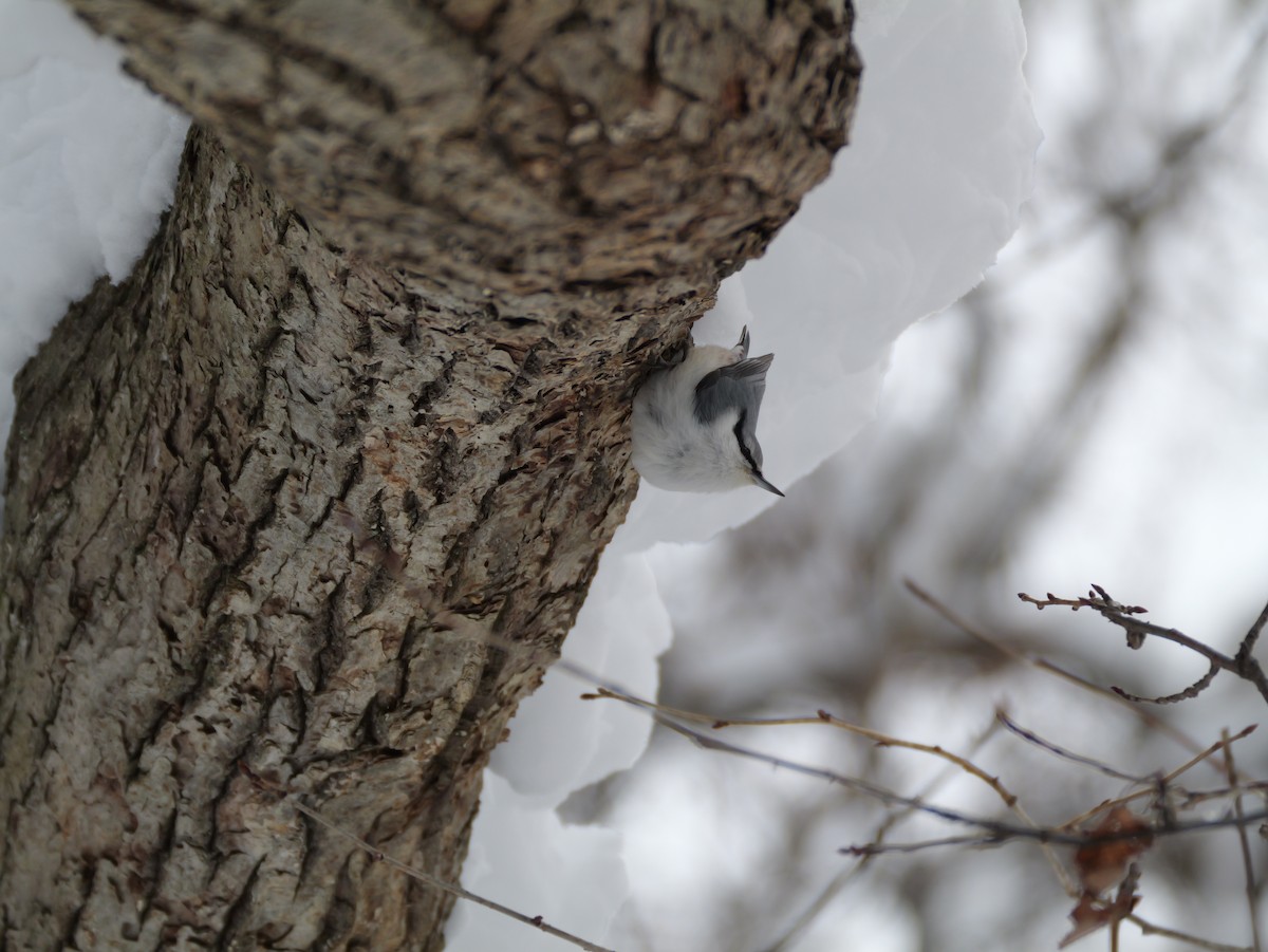 Eurasian Nuthatch - ML646891467