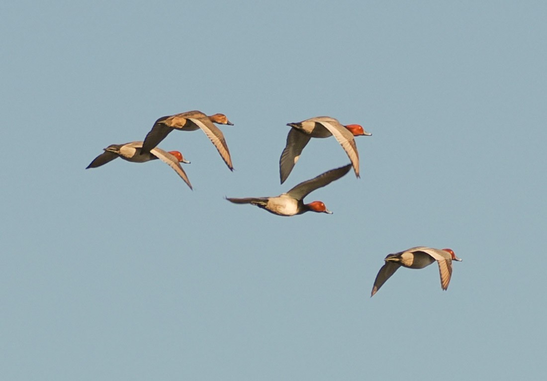 アメリカホシハジロ - ML646891468