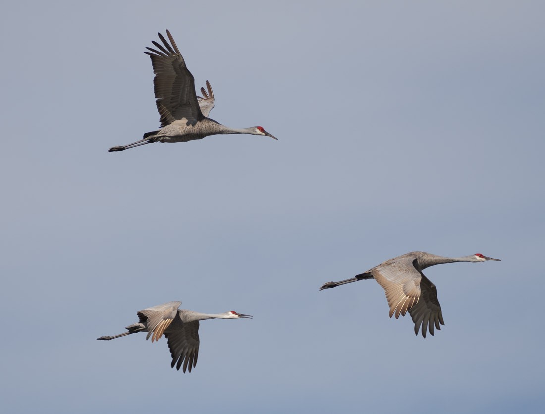 カナダヅル - ML646891470